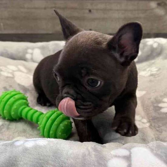 Lilo