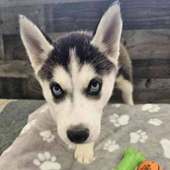 Stella