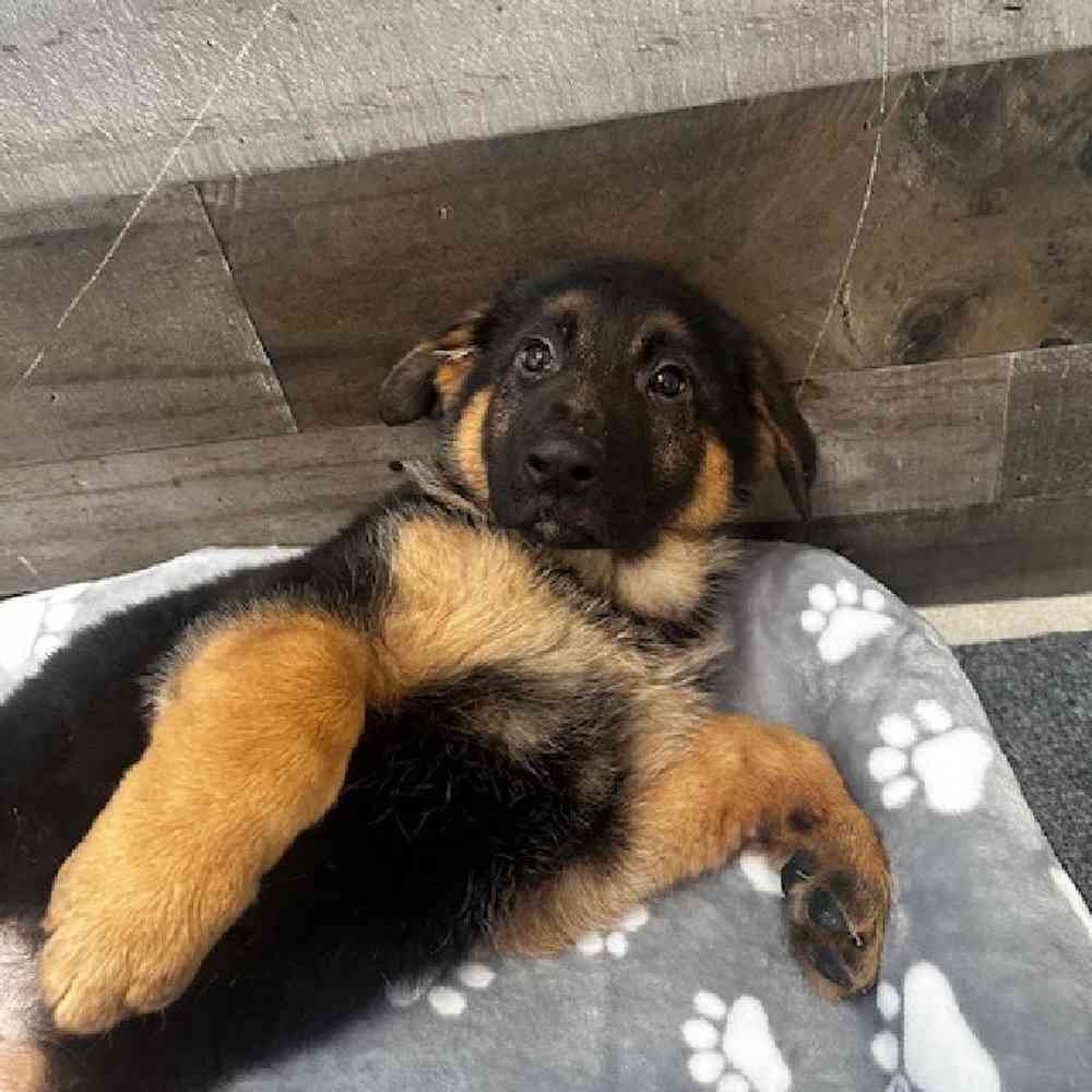 Female German Shepherd Puppy for Sale in Troy, MI