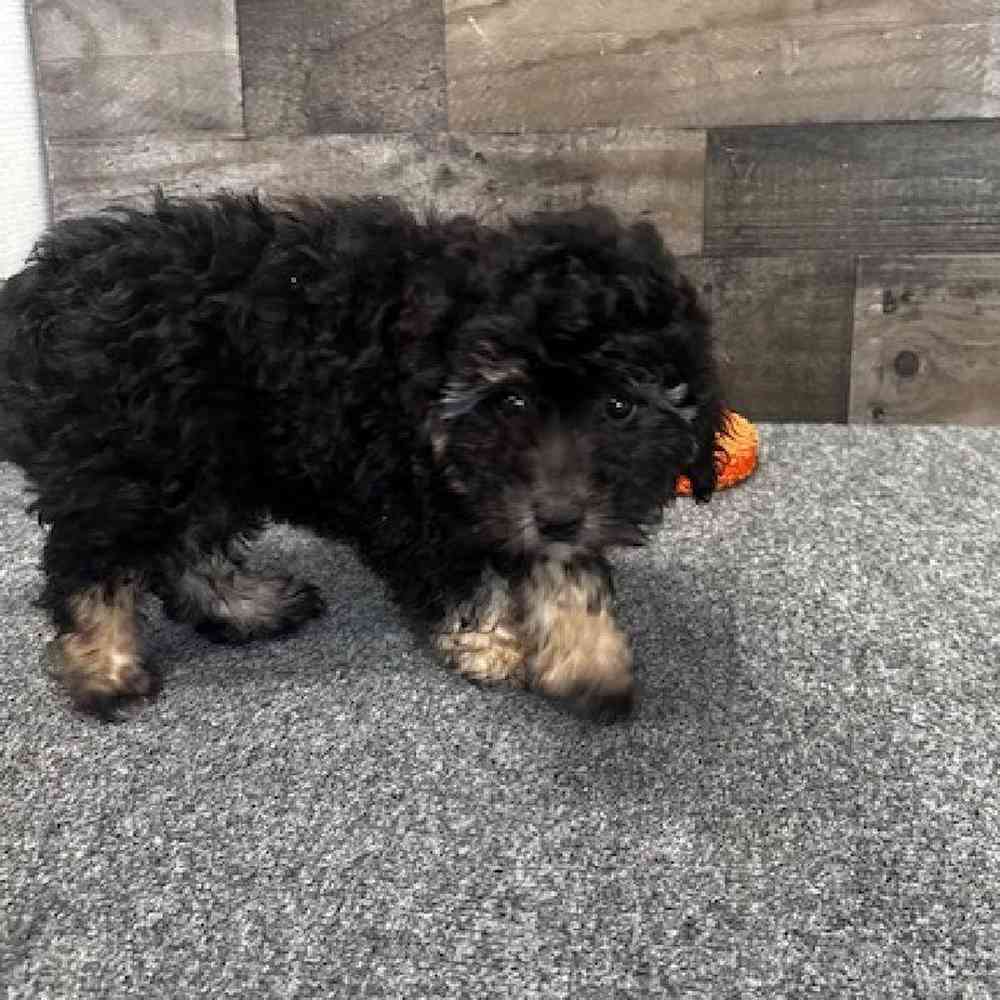 Male Yorkie-Poo Puppy for Sale in Troy, MI