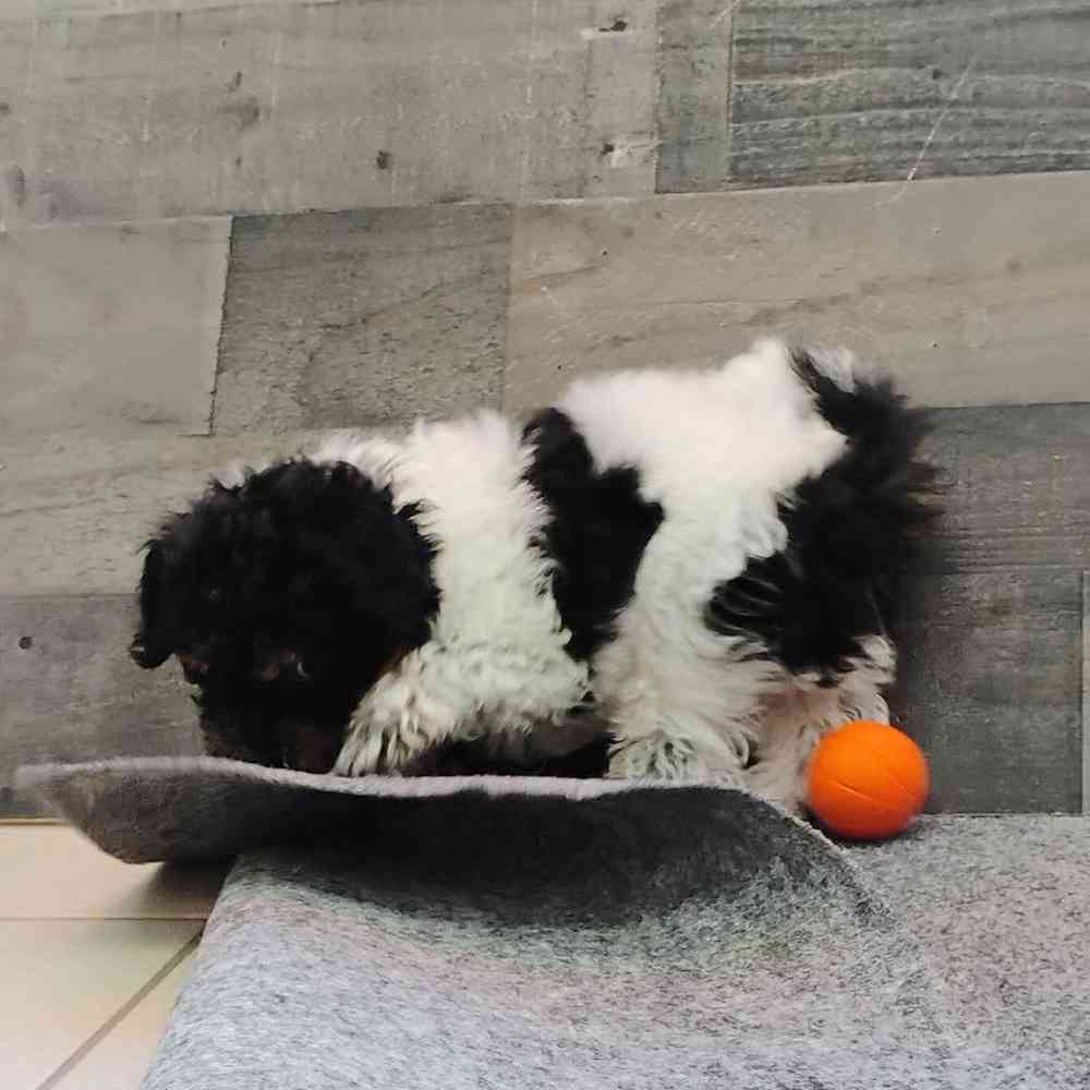 Male Bichon-Poodle Puppy for Sale in Troy, MI