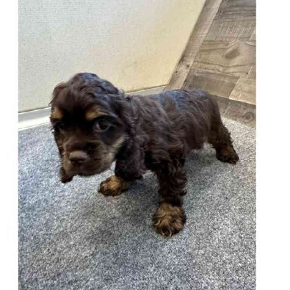 Female Cocker Spaniel Puppy for Sale in Troy, MI