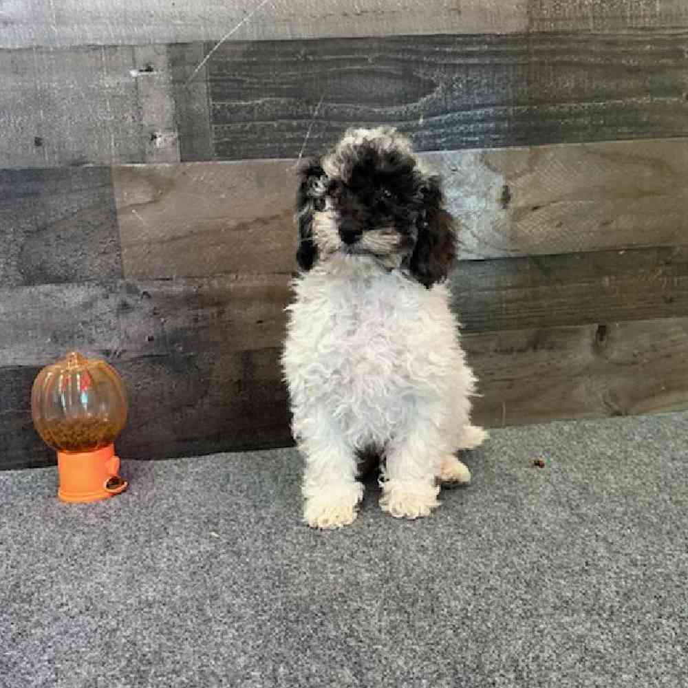 Male Aussiedoodle Puppy for Sale in Troy, MI