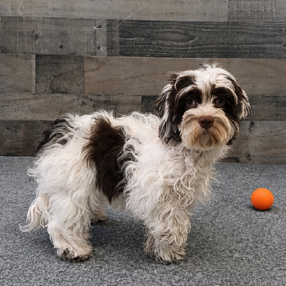 Female Cockapoo Puppy for Sale in Troy, MI