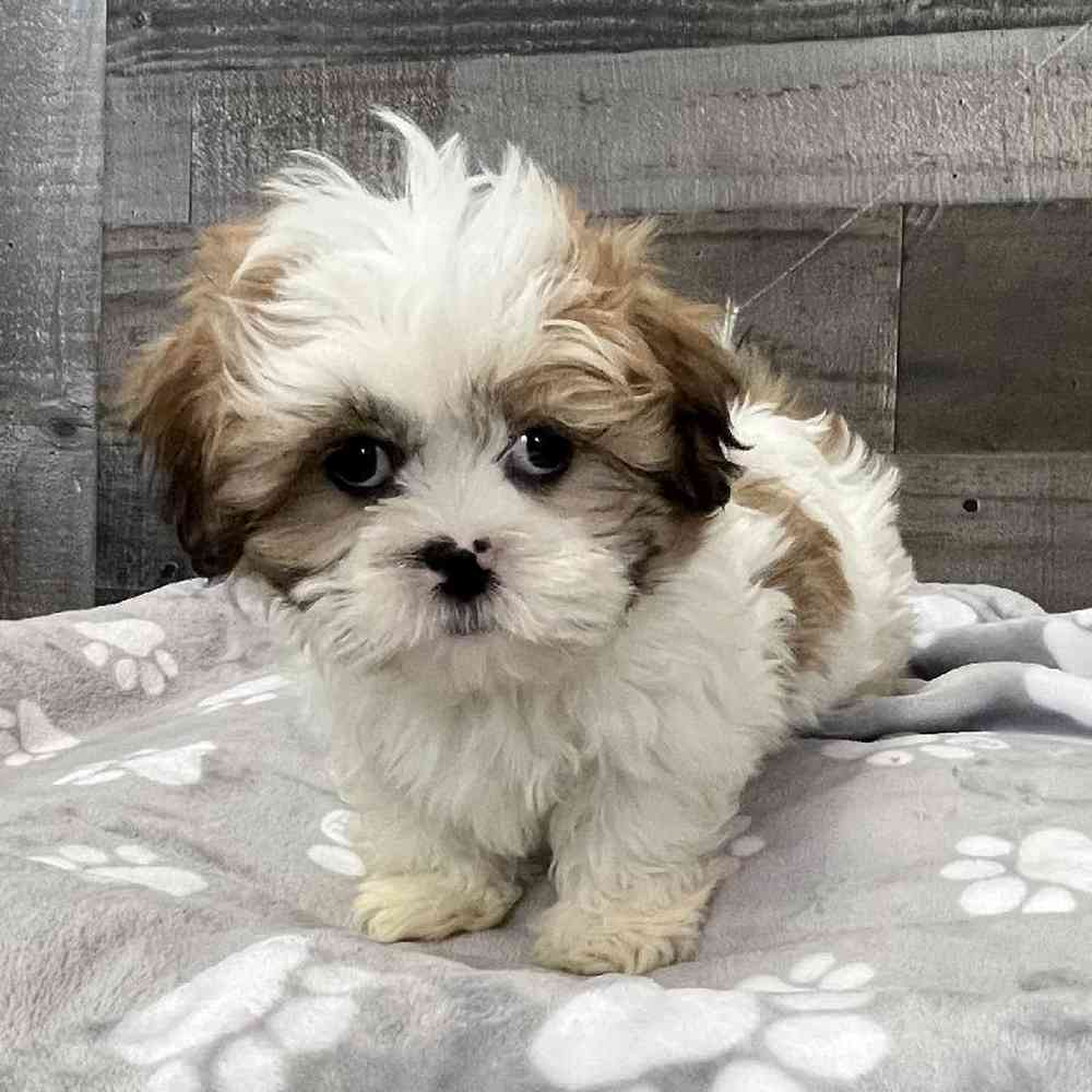 Male Shih Tzu Puppy for Sale in Troy, MI