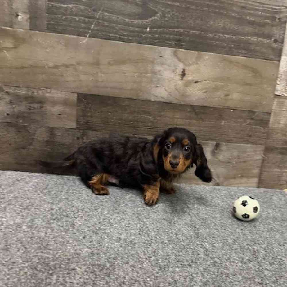 Male Dachshund Puppy for Sale in Troy, MI
