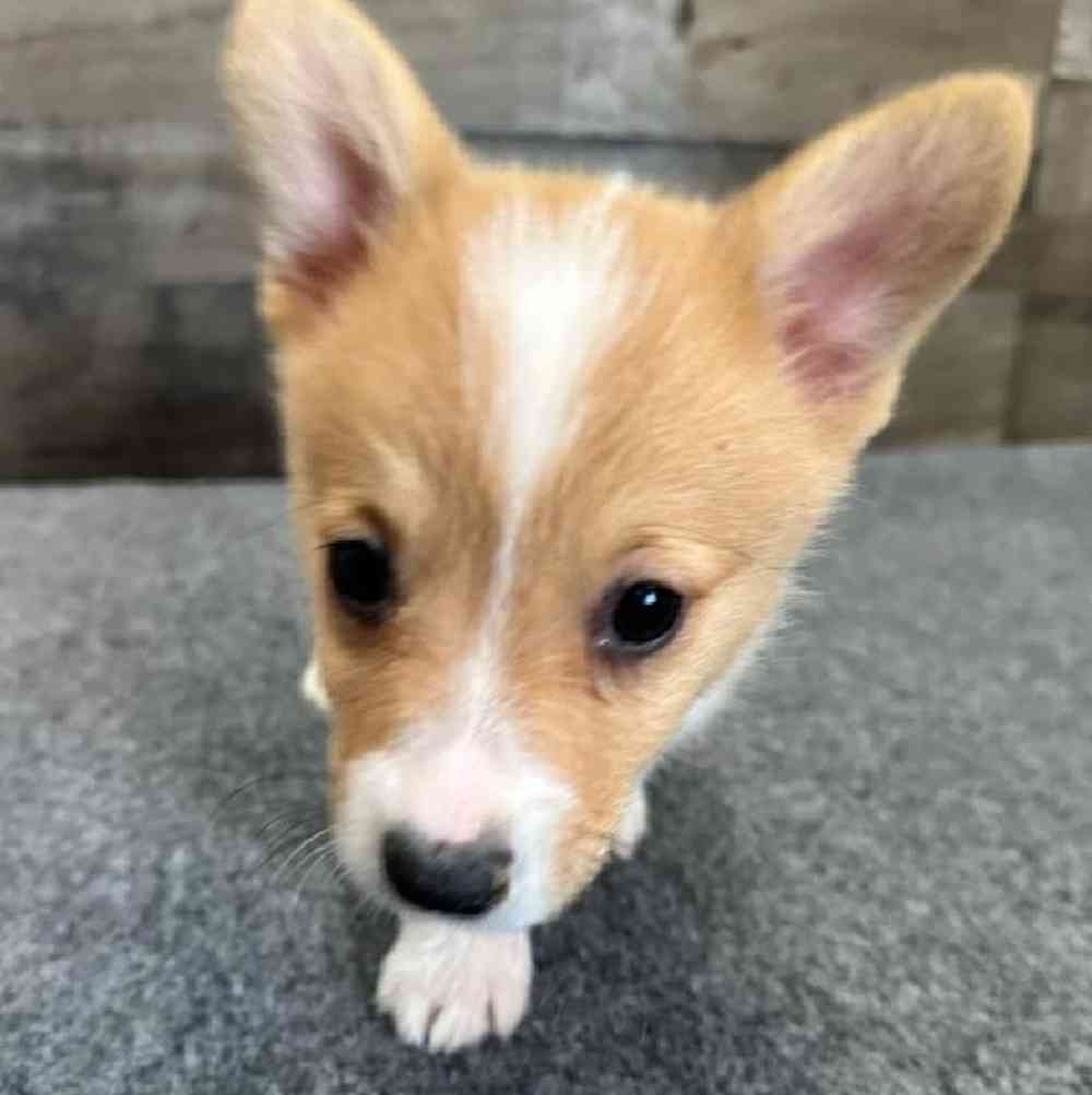 Female Pembroke Welsh Corgi Puppy for Sale in Troy, MI