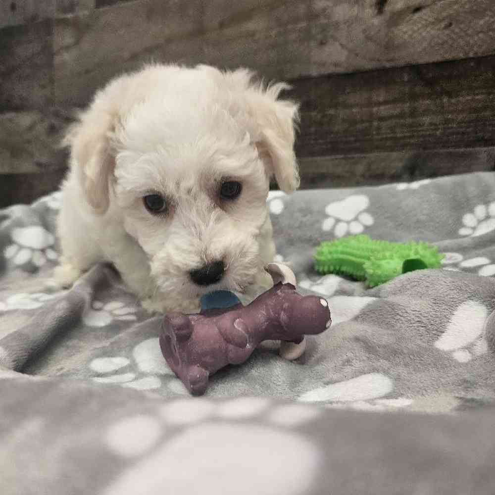 Male Bichon Frise Puppy for Sale in Troy, MI