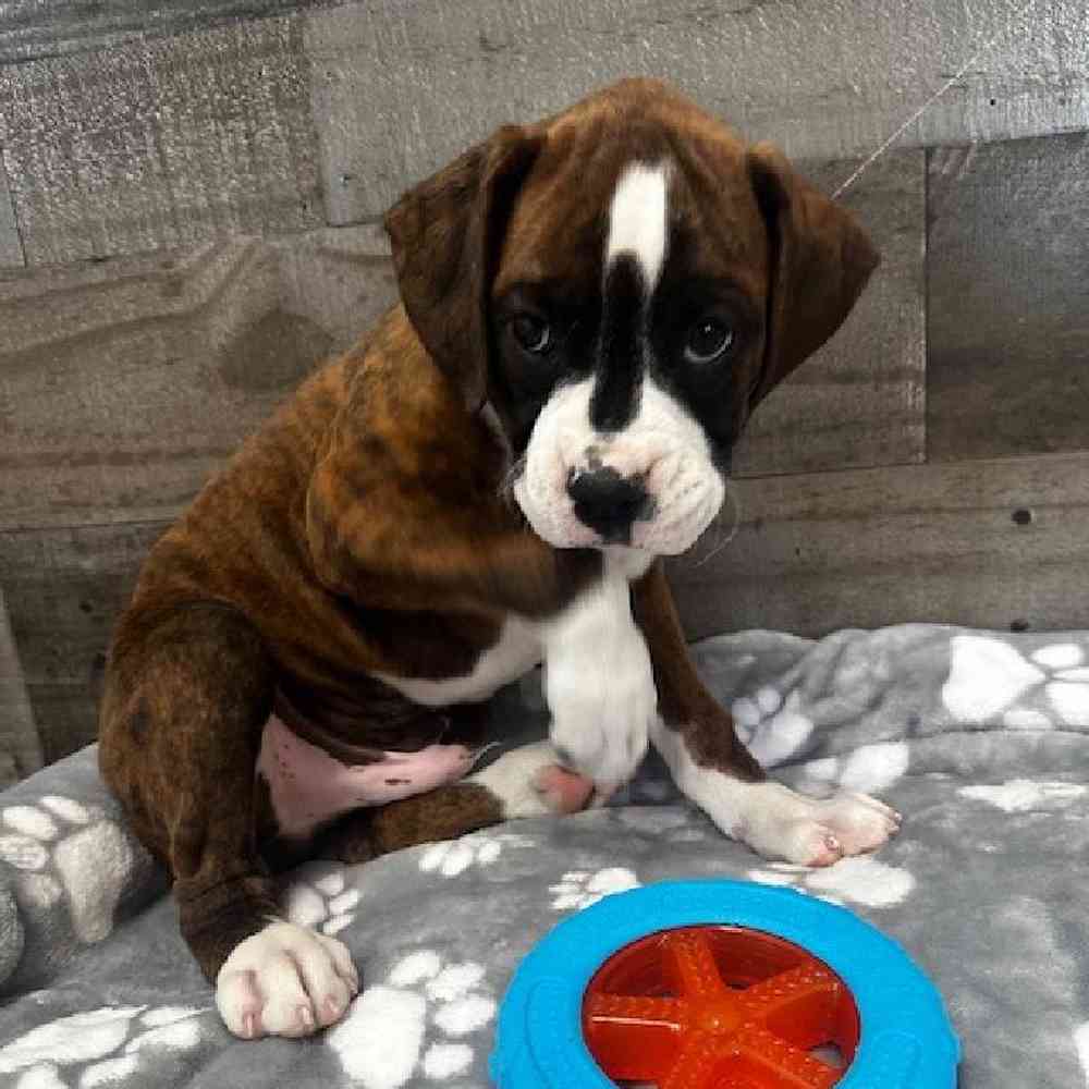 Male Boxer Puppy for Sale in Troy, MI