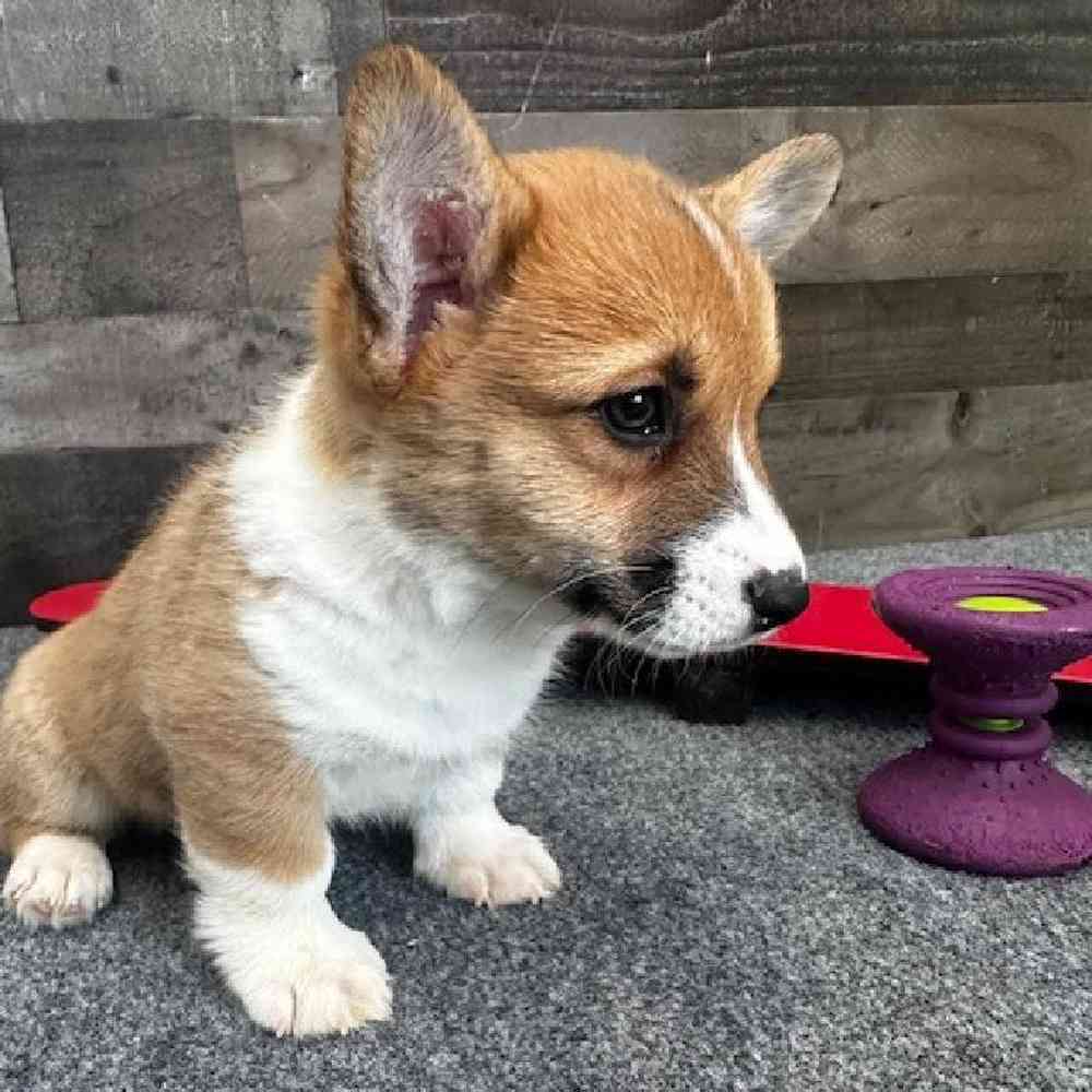 Male Pembroke Welsh Corgi Puppy for Sale in Troy, MI