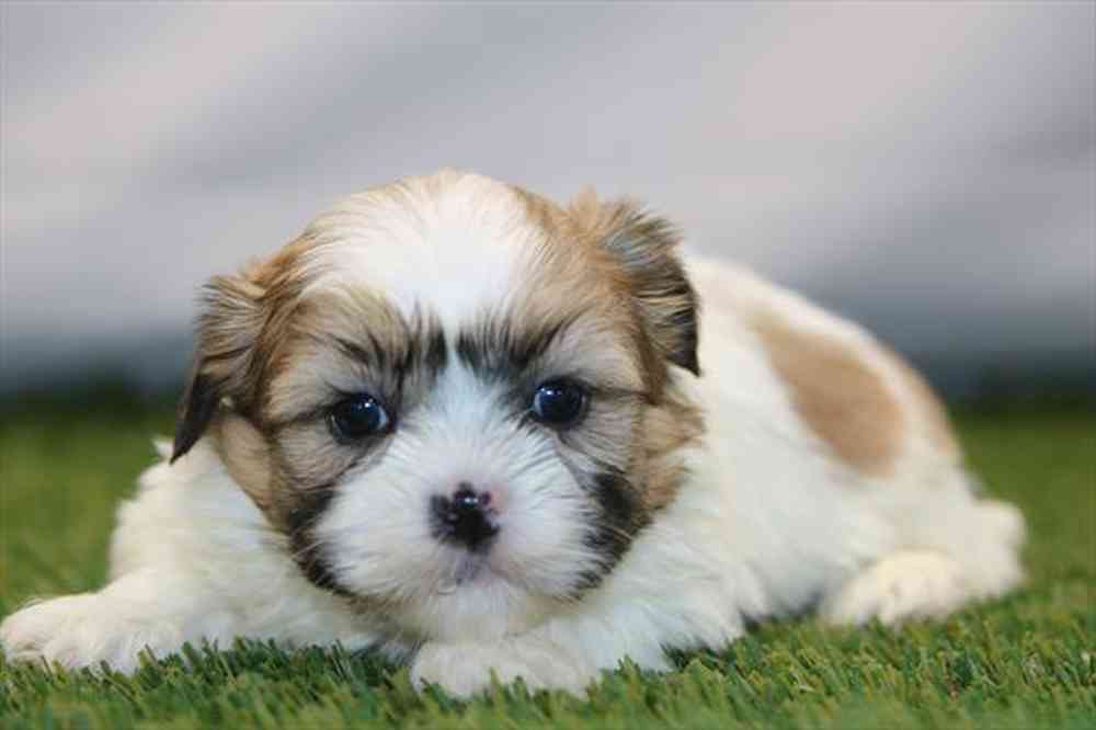 pet breed image