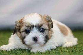 Shih Tzu