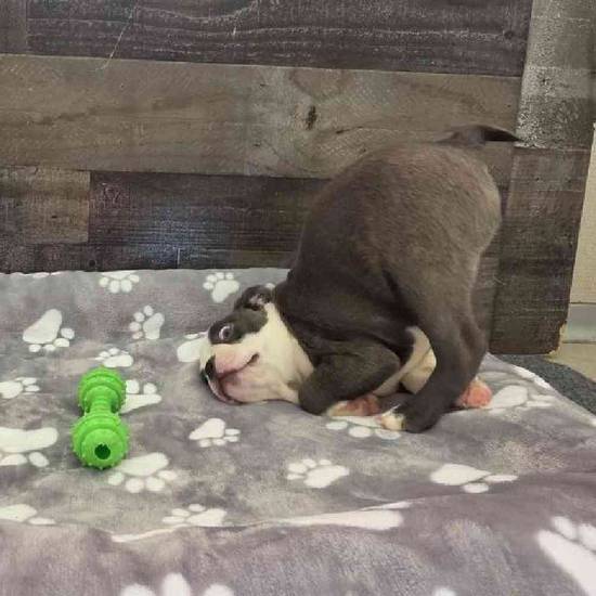 Caesar