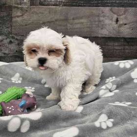 Shichon