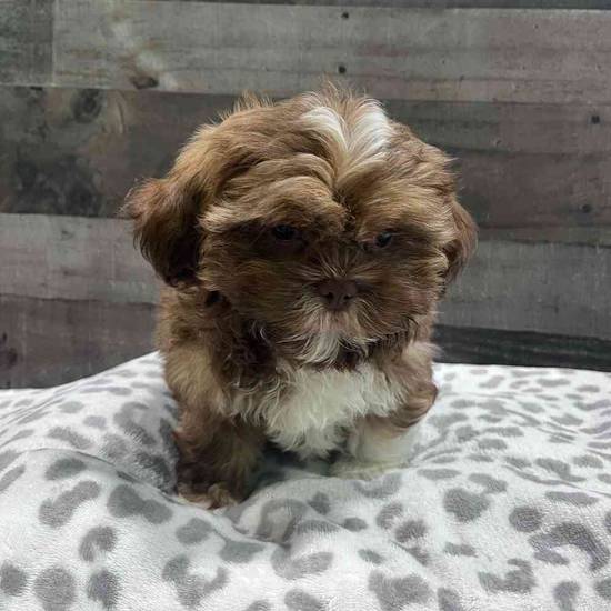 Chewy
