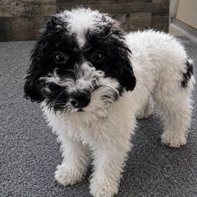 Mini Poodle