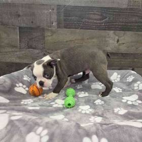 Boston Terrier