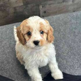 Cavapoo