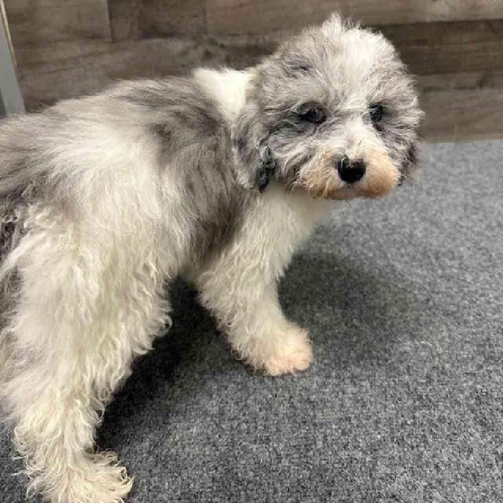 Male Cavapoo Puppy for Sale in Troy, MI