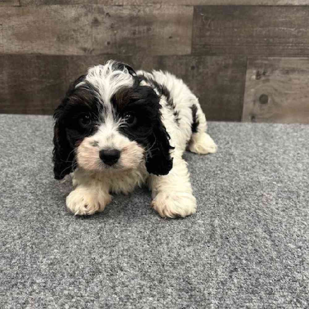 Male Cavapoo Puppy for Sale in Troy, MI