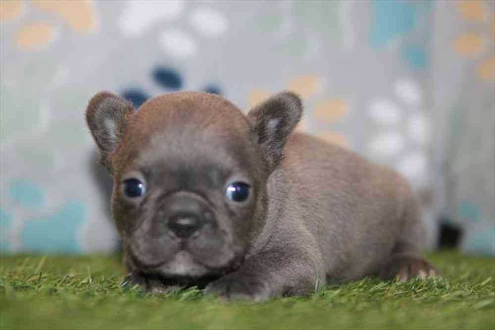 Image of a pet breed in the gallery
