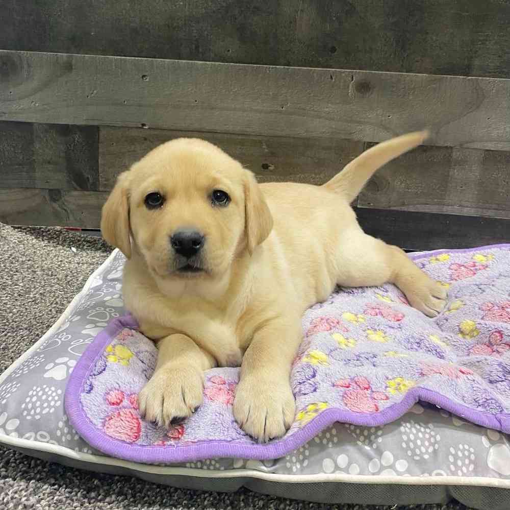 Image of a pet breed in the gallery