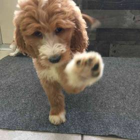 Goldendoodle