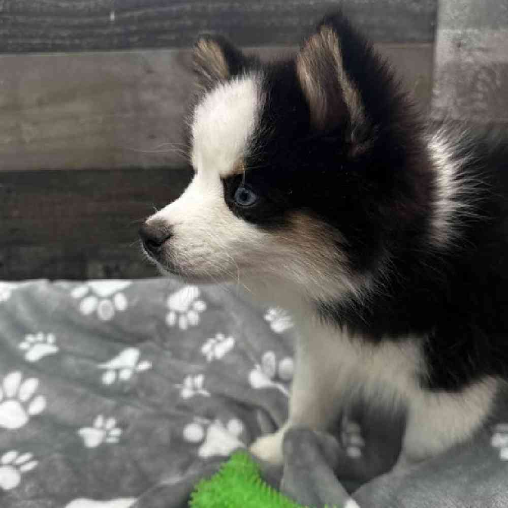 Male Pomsky Puppy for Sale in Troy, MI