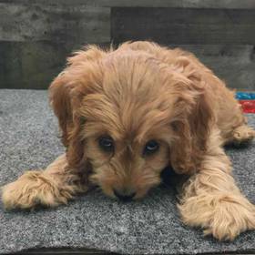 Cockapoo
