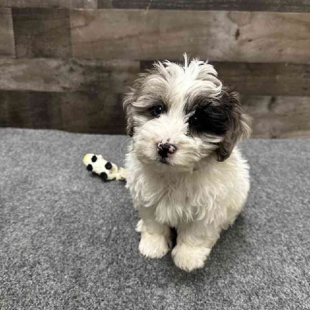 Female Yorkie-Poo Puppy for Sale in Troy, MI