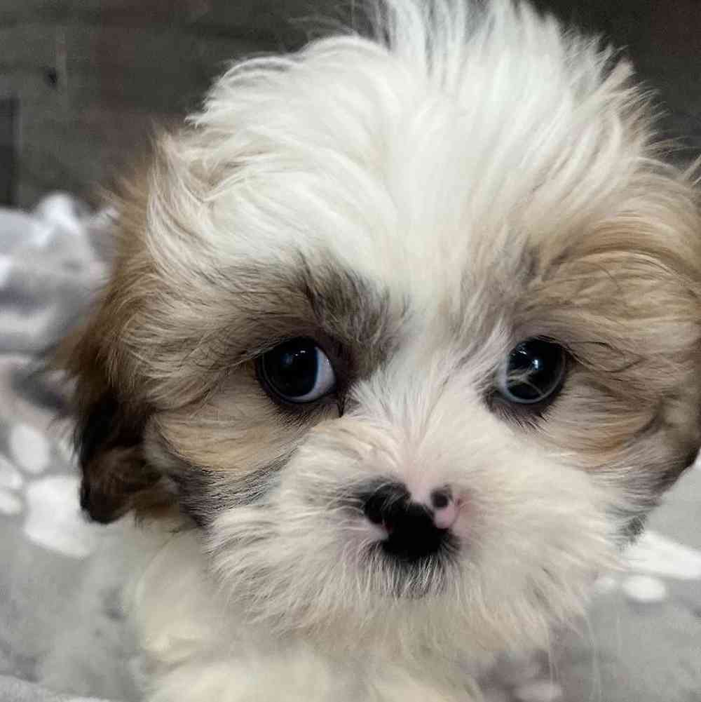 Image of a pet breed in the gallery