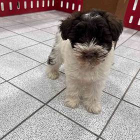 Mini Schnauzer