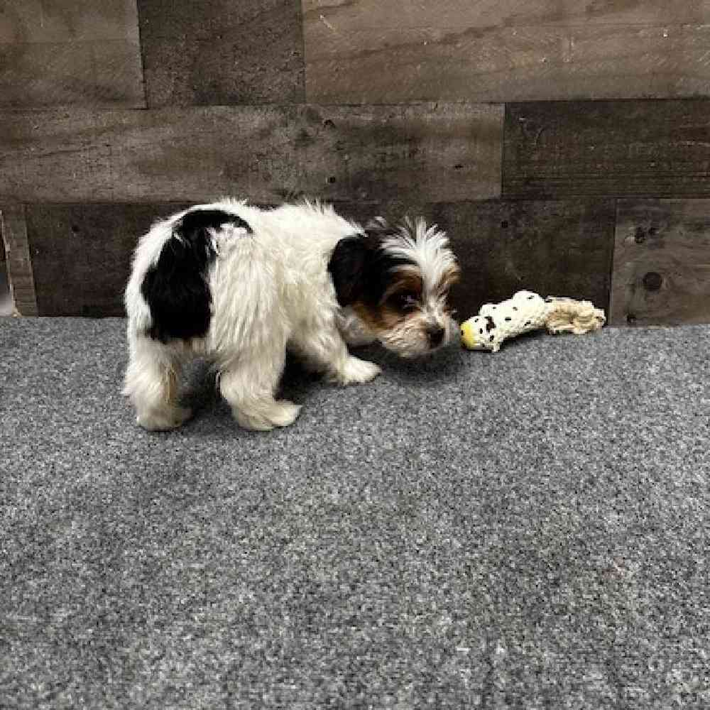 Female Yorkie Puppy for Sale in Troy, MI