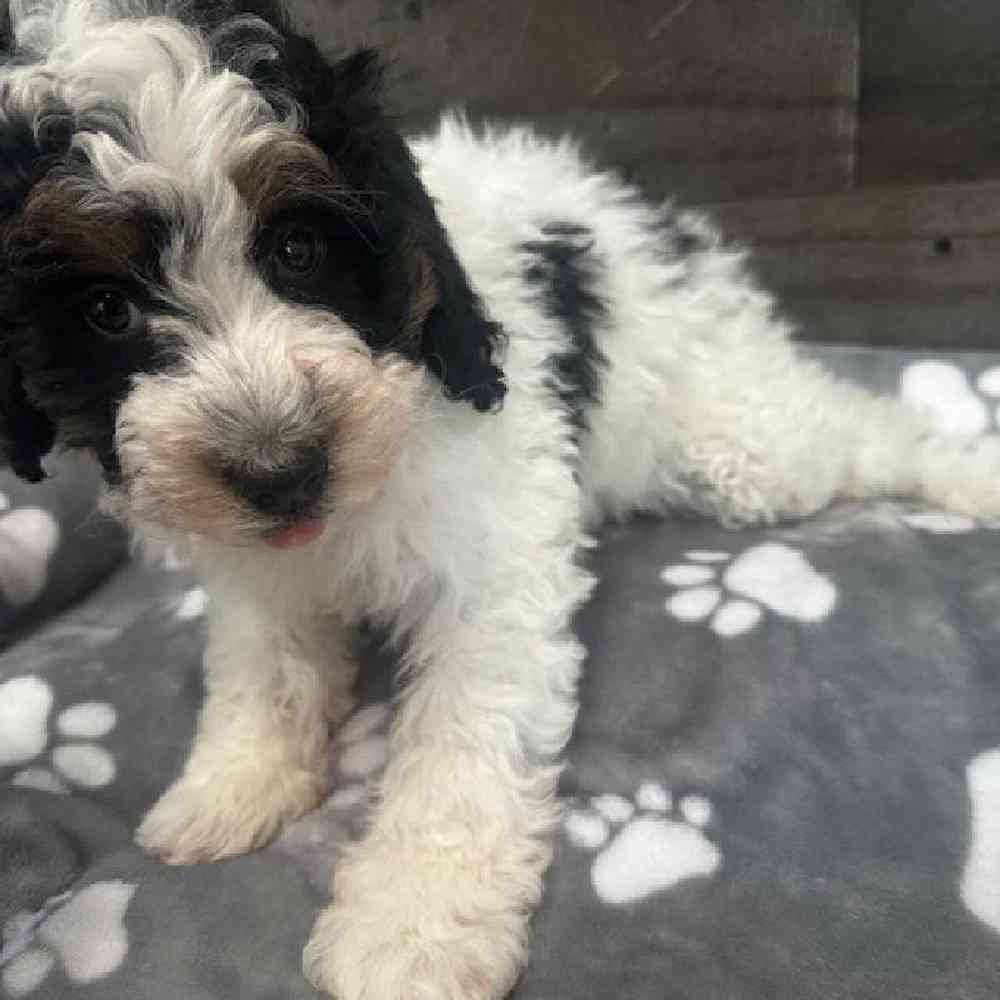 Male Mini Bernedoodle Puppy for Sale in Troy, MI