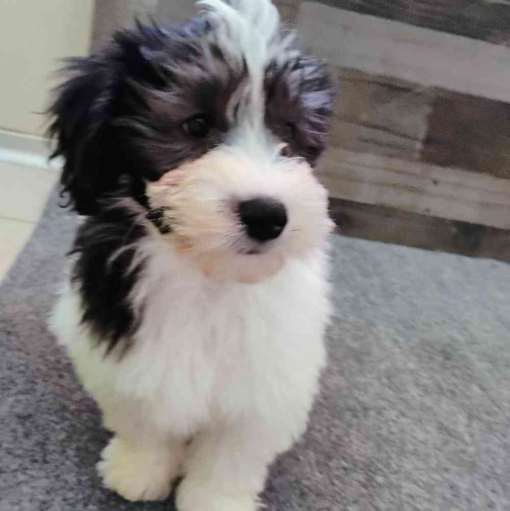 Female Maltipoo Puppy for Sale in Troy, MI