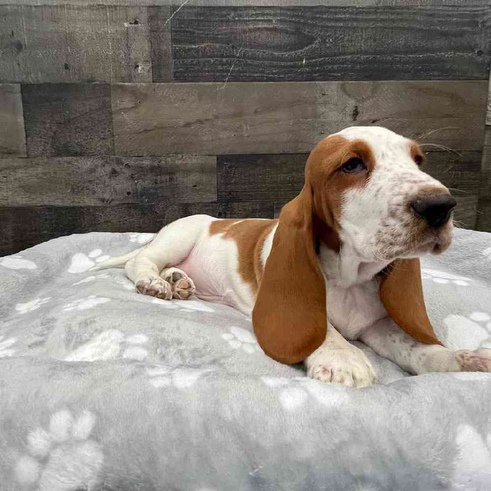 Female Basset Hound Puppy for Sale in Troy, MI