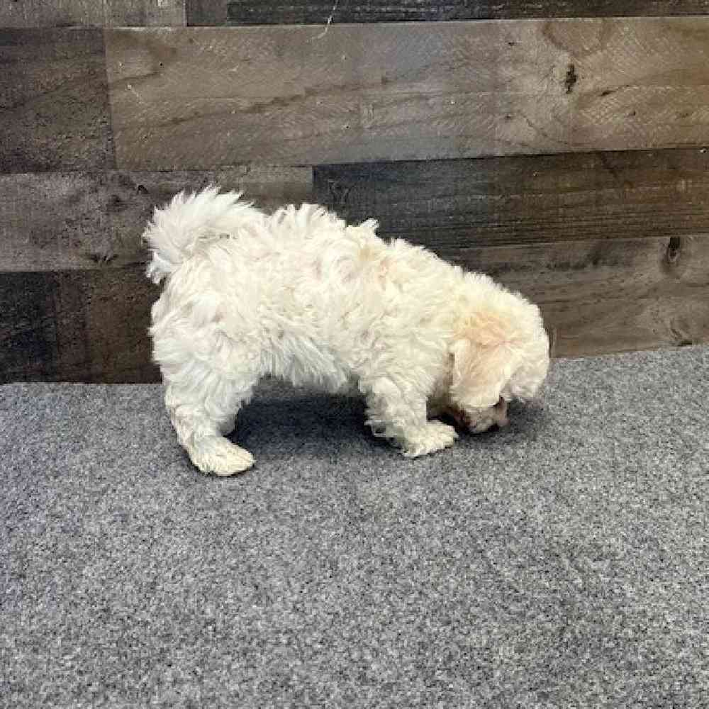 Male Bichon Frise Puppy for Sale in Troy, MI