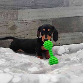 Dachshund