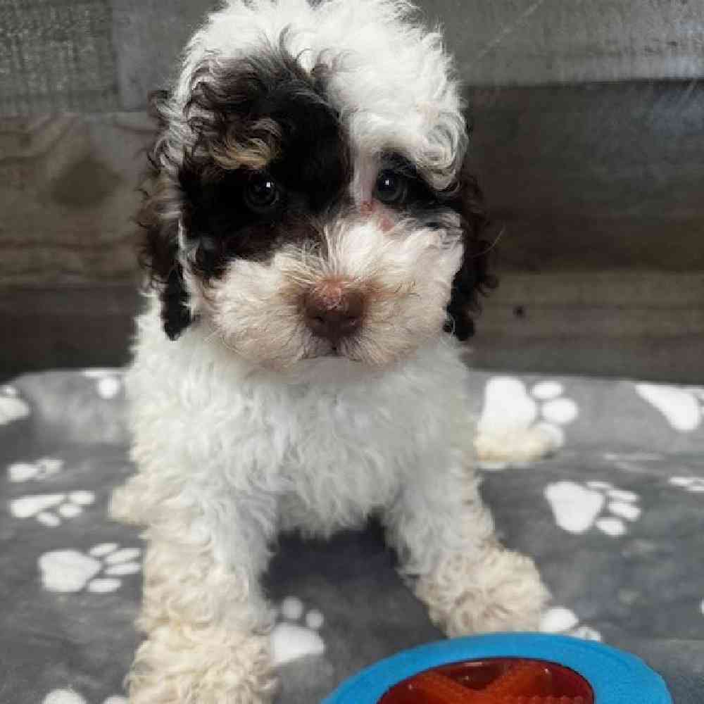 carousel pet images