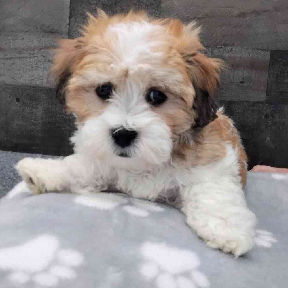 pet breed image