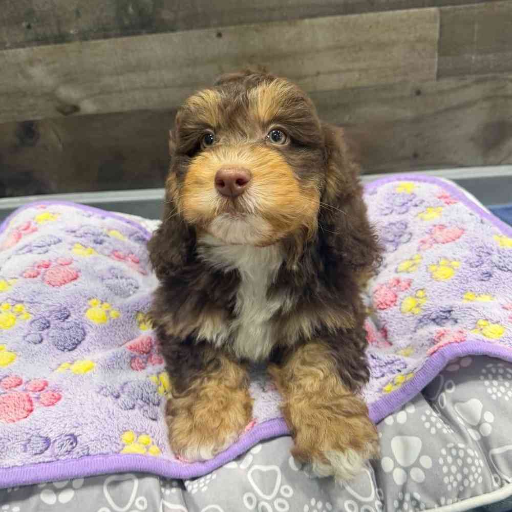 carousel pet images