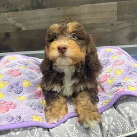 Mini Bernedoodle