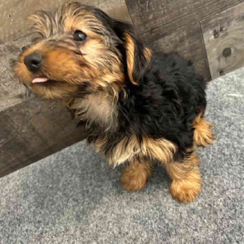 Male Yorkie Puppy for Sale in Troy, MI