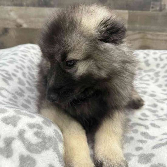 Arya