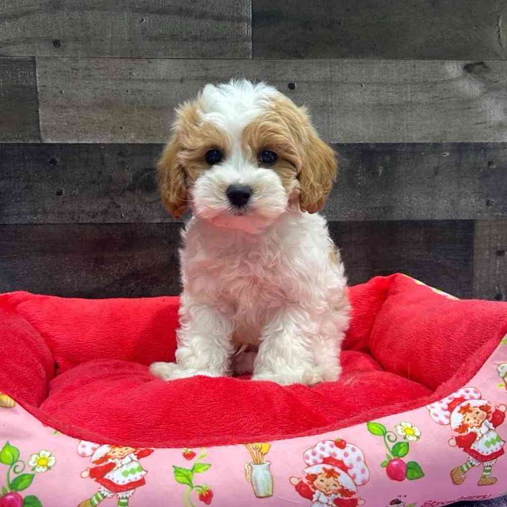 Image of a pet breed in the gallery