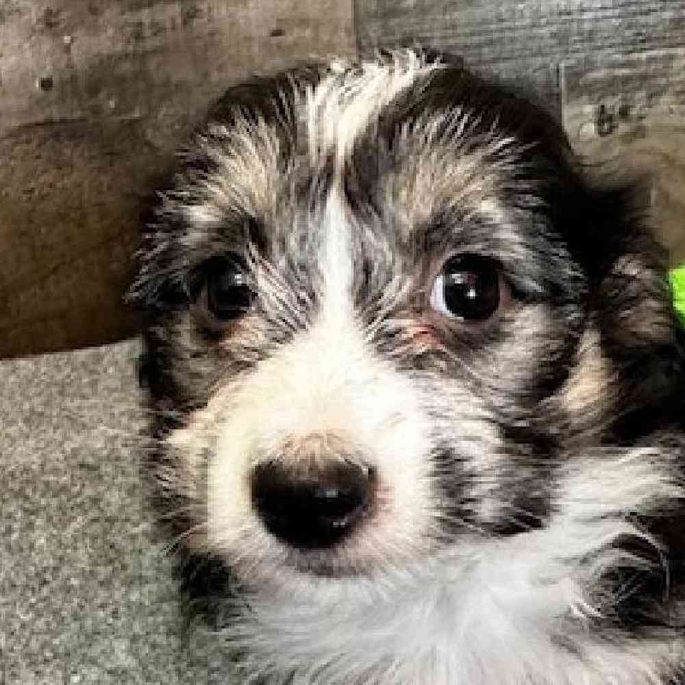 Female Aussiechon Puppy for Sale in Troy, MI
