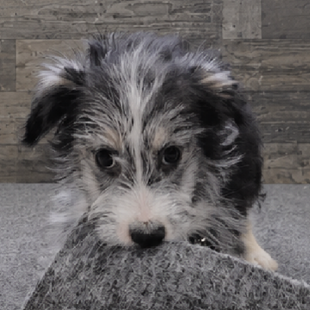 Female Aussiechon Puppy for Sale in Troy, MI