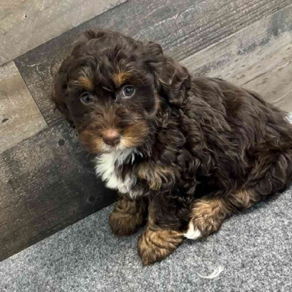 Female Mini Bernedoodle Puppy for Sale in Troy, MI