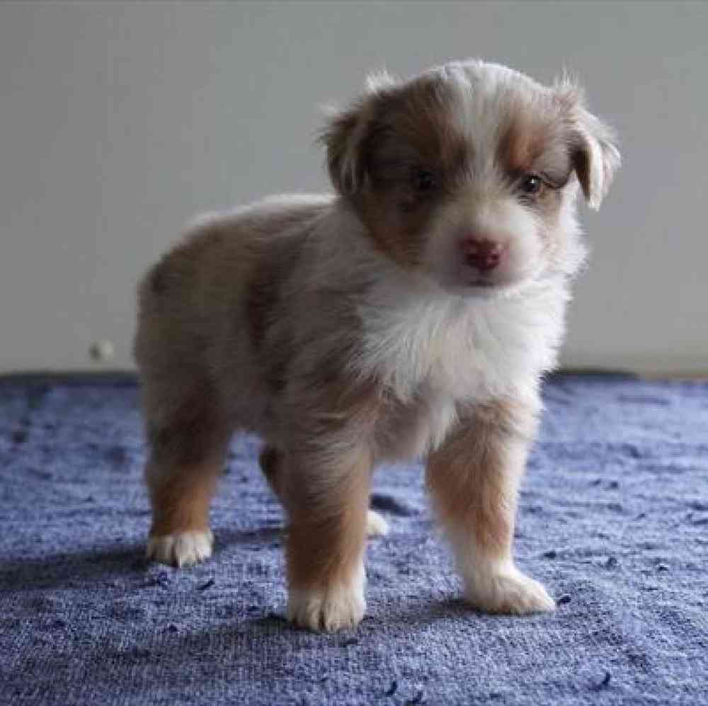 Image of a pet breed in the gallery