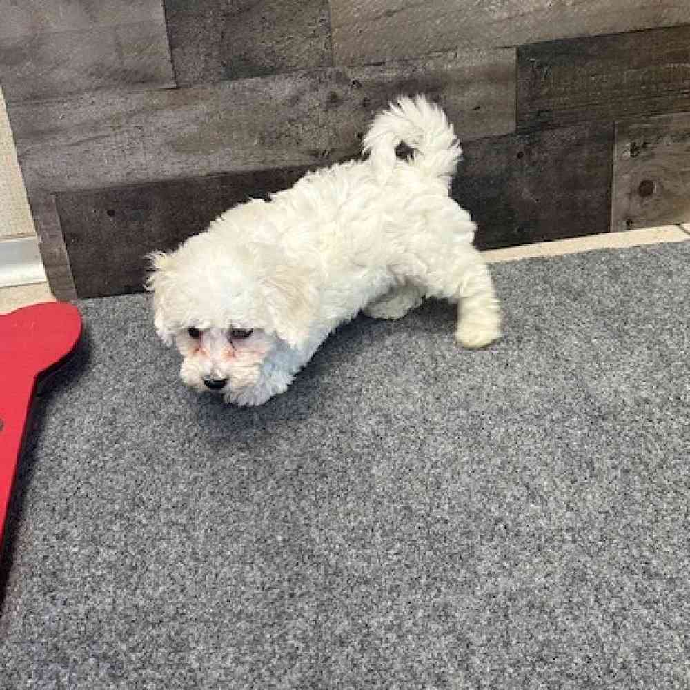 Male Bichon Frise Puppy for Sale in Troy, MI